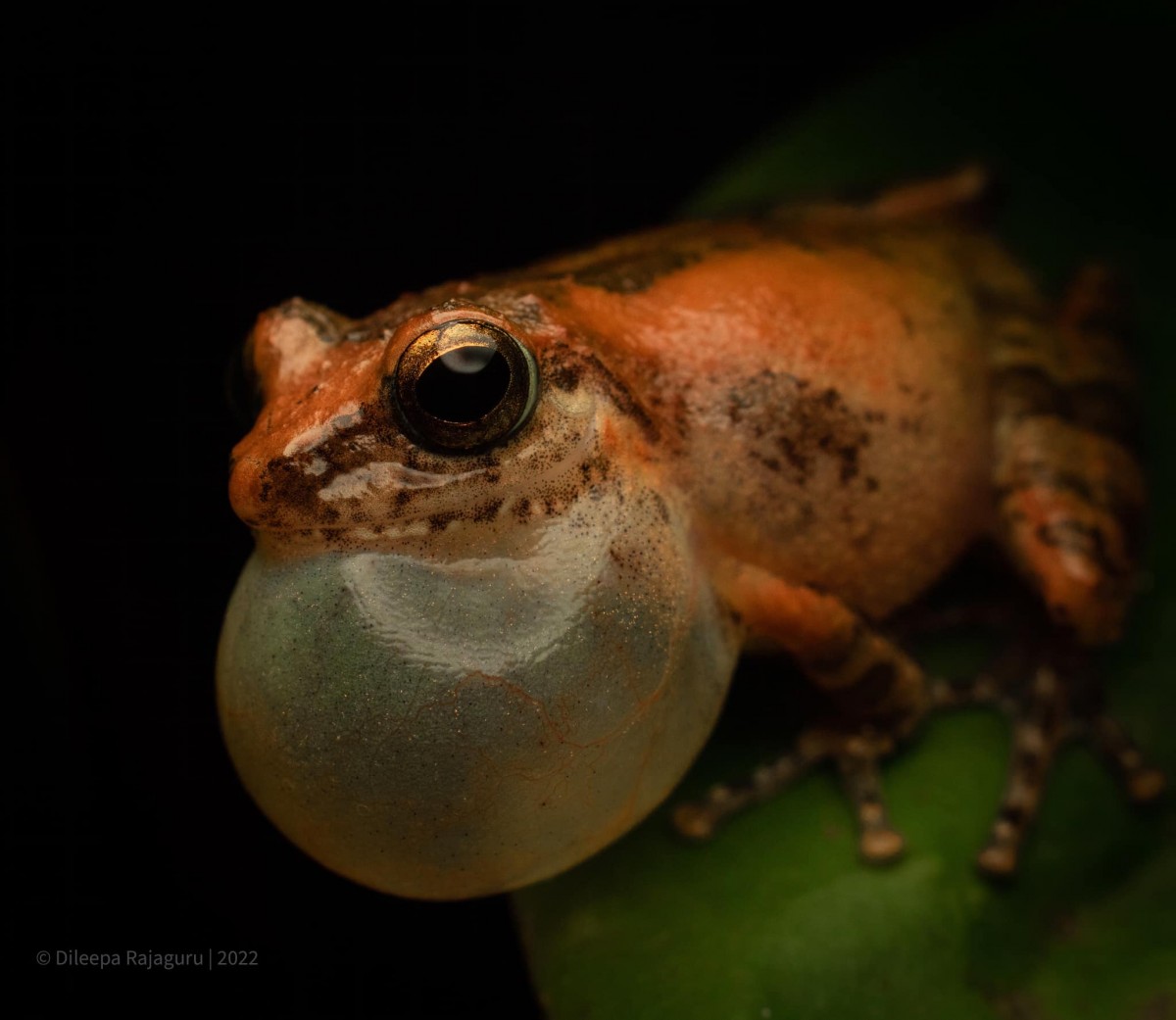 Pseudophilautus popularis Megaskumbura & Manamendra-Arachcchi, 2005